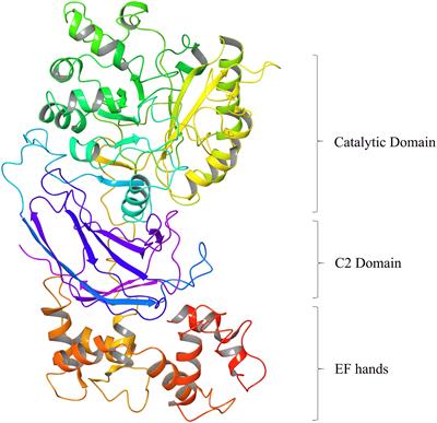 Essential Role of Sperm-Specific PLC-Zeta in Egg Activation and Male Factor Infertility: An Update